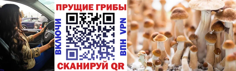 гидра ссылки  Кашин  Псилоцибиновые грибы Psilocybine cubensis 